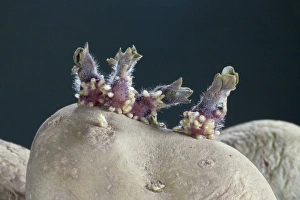 Vegetable Sprouts Imprime: Sprouting potato