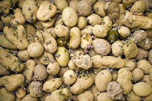 Solanum Tuberosum Imprime: Sprouting potatoes