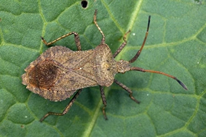 Coreus Marginatus Imprime: Squash bug