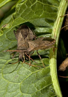 Coreus Marginatus Imprime: Squash bugs