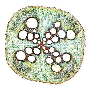 Plant Vascular System Imprime: Squash root, light micrograph