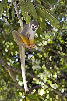 Tropical Forest Animals Imprime: Squirrel monkey
