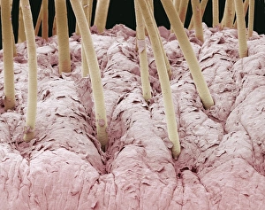 Coloured Scanning Electron Micrograph SEM Imprime: Squirrel monkey lip, SEM