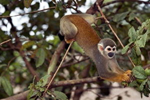 Amazon Rainforest Animals Imprime: Squirrel monkey picking fruit in a tree