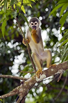 Central America Primates Imprime: Squirrel monkey in a tree