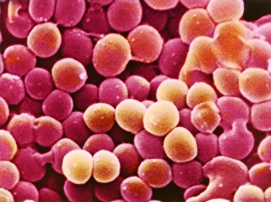 Bacterias estafilococos aureos