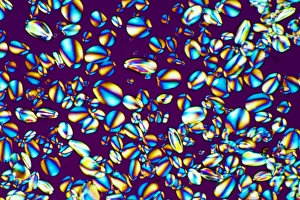Polarised Light Microscopy Imprime: Starch grains, light micrograph