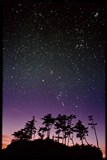 Taurus Constellation Stars Imprime: Starfield over trees
