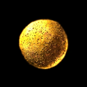 Stem Cell Research Imprime: Stem cell