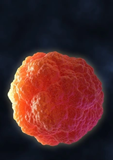 Stem Cell Biology Imprime: Stem cell, computer artwork