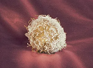 Blood Cell Development Process Imprime: Stem cell, SEM