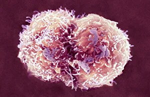 Blood Cell Development Process Imprime: Stem cells, SEM