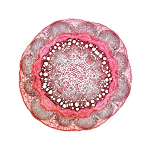 Light Microscopy Images Imprime: Stem of old mans beard