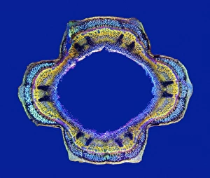 Polarised Light Microscopy Images Imprime: Stinging nettle stem, light micrograph