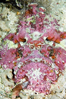 Camouflage In Nature Imprime: Stonefish