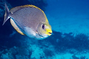 Andaman Sea Fish Imprime: Streaked spinefoot fish