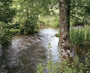 Wiltshire Landscape Imprime: Stream