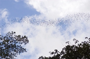 Impresiones de Un río de murciélagos (orden Chiroptera) volando fuera del Cueva de Murciélago en el Parque Nacional Mulu, Sarawak Imágenes de junio de 2006: Corriente de murciélagos
