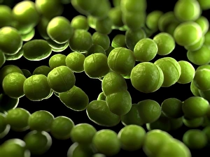 Imágenes fechadas en abril de 2012: Bacterias de Streptococcus, arte