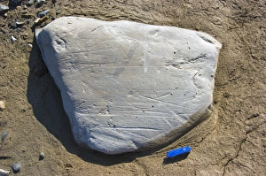Glacial Erratic Imprime: Striated erratic