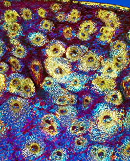 Plant Vascular System Imprime: Sugar cane stem, light micrograph