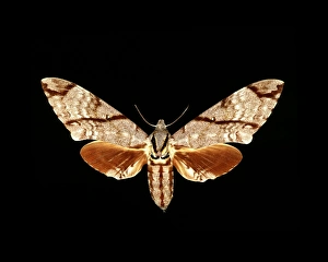 Hawk Moth Species Imprime: Sumatran hawk moth