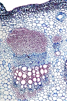 Estamento de la planta del girasol, micrografía con luz fina