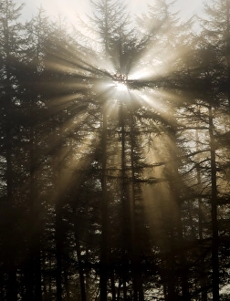 Pine Tree Photography Imprime: Sunlight through pine trees