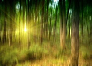 Tree Silhouette Images Imprime: Sunlit forest, artwork