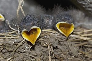 House Martin Nest Imprime: Swallow chicks