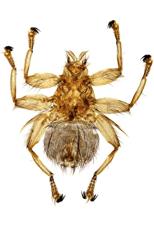 Light Microscopy Images Imprime: Swallow fly, light micrograph