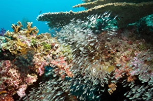Reef Fish Species Imprime: Sweeper fish