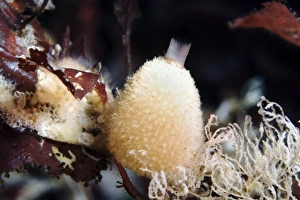 Impresiones de Los esponjas de Sycon sp. (centro). Las esponjas son animales acuáticos primitivos que filtran la comida del agua Imágenes fechadas en febrero de 2010: Esponja de Sycon
