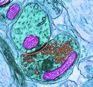 Cuerpo Humano Imprime: Unión de la junctura nerviosa sináptica, TEM