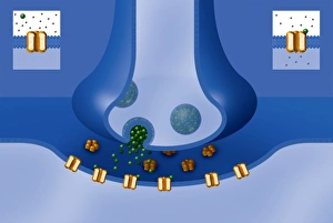 Nerve Impulse Transmission Imprime: Synapse structure, artwork