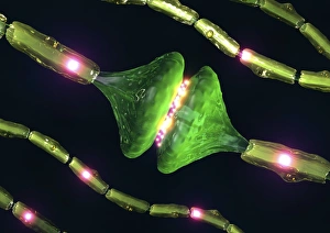 Neuron Communication Imprime: Synapses, artwork