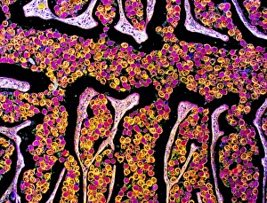 Intestinal Parasites Imprime: Tapeworm proglottid, light micrograph