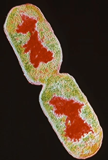 E Coli Bacteria Imprime: TEM E. Coli
