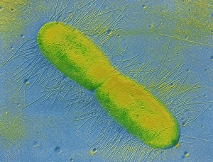 Transmission Electron Microscopy Images Imprime: TEM of E. coli bacterium