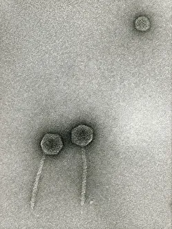 Microbiology Images Imprime: TEM of Lambda bacteriophages