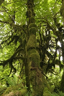 Temperate Rainforest Imprime: Temperate rainforest
