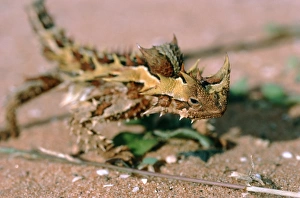 Impresiones de El lagarto de espinas (Moloch horridus) en la arena. La coloración marrón de este lagartamadre del desierto ayuda a que se disimule entre el arbusto y la arena roja Imágenes de enero de 2002: Ladron de espinas