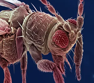 Impresiones de El trigo. Micrografía de escaneo electrónico coloreada (SEM) del trigo o mosca torbellina (Heliothrips sp.). Sus ojos compuestos (marrón) y antenas (entre los ojos) se ven Imágenes fechadas en 2002: Trigera de semilla (SEM)