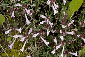Herb Garden Photos Imprime: Thyme (Thymus integer)