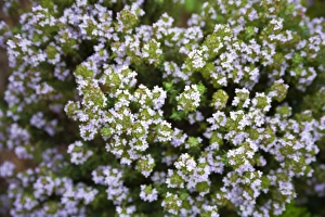 Thyme Plant Imprime: Thyme (Thymus sp. )