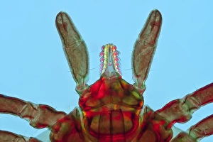 Ixodes Ricinus Imprime: Tick, light micrograph