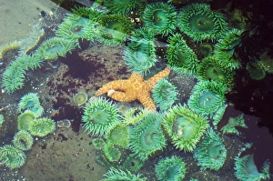 Washington State Wildlife Photos Imprime: Tide pool
