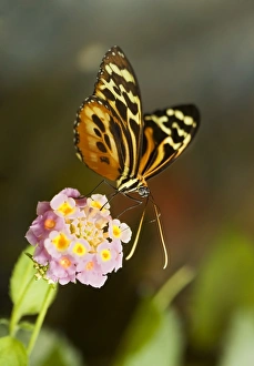 Butterfly Mimicry Examples Imprime: Tiger longwing butterfly