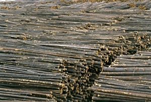 Timber Industry Imprime: Timber