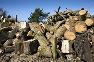Forestry Industry Imprime: Timber yard